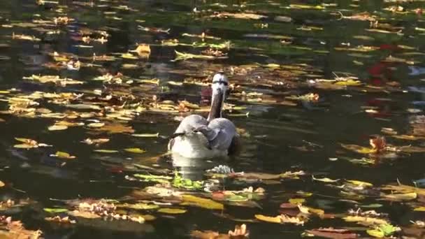 Anka Simmar Bland Gula Blad Faller Vatten — Stockvideo