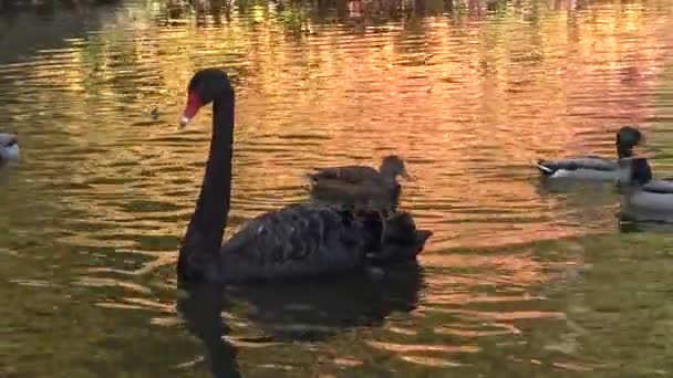 Cisne Negro Nada Lago Artificial Sophia Park Uman Ucrania — Vídeo de stock