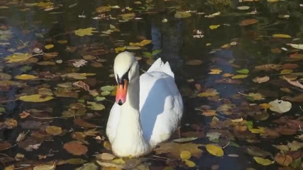 Witte Zwaan Zwemt Een Meer Tussen Gele Bladeren Het Water — Stockvideo