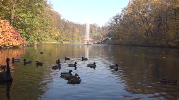 Egy Fekete Hattyú Úszik Egy Mesterséges Tóban Sophia Park Uman — Stock videók