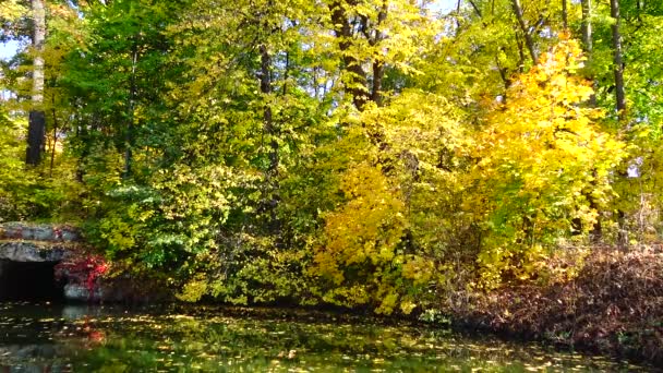 Herfst Gele Bladeren Blad Vallen Sophia Park Uman Oekraïne — Stockvideo