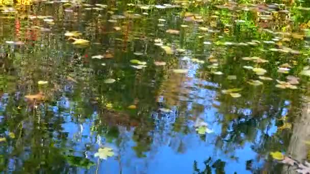 Herfst Gele Bladeren Blad Vallen Sophia Park Uman Oekraïne — Stockvideo