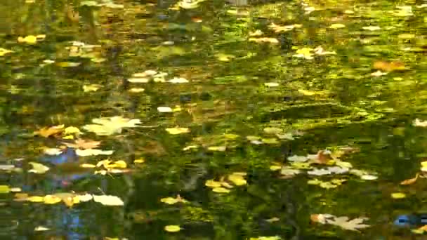 Herfst Gele Bladeren Zwaaien Het Water Reflecties Het Water Sofievsky — Stockvideo