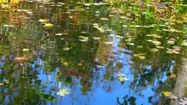 Herfst Gele Bladeren Zwaaien Het Water Reflecties Het Water Sofievsky — Stockvideo