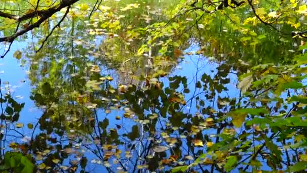 Ősz Sárga Levelek Ringatóznak Vízen Tükröződések Vízben Sofievsky Park Uman — Stock videók