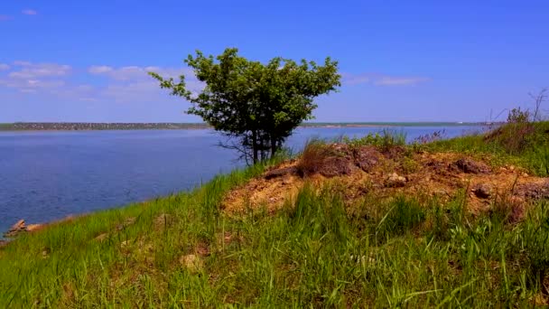 空とKhadzhibei河口 ウクライナに対する孤独な緑の木 — ストック動画