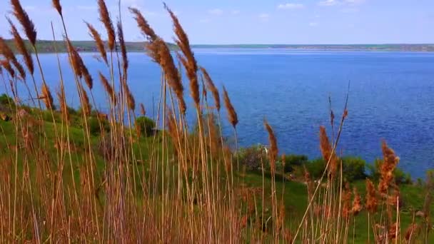 Paisagem Natural Com Cana Seca Fundo Estuário Khadzhibey Ucrânia — Vídeo de Stock