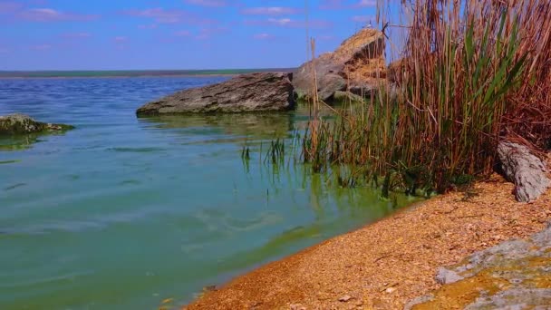 Skadlig Algblomning Microcystis Aeruginosa Khadzhibeyskyi Liman Ukraina — Stockvideo