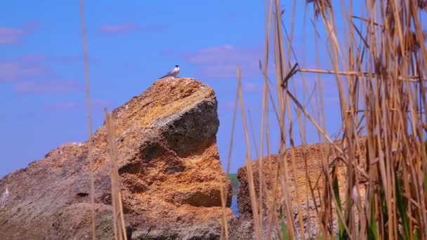 欧洲的鸟类 乌克兰人一头黑头海鸥坐在一块黄色的石头上 — 图库视频影像