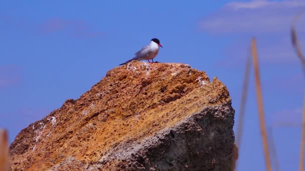Burung Dari Eropa Camar Berkepala Hitam Duduk Atas Batu Kuning — Stok Video