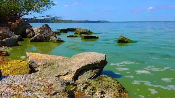 Skadlig Algblomning Microcystis Aeruginosa Och Enteromorpha Khadzhibeyskyi Liman Ukraina — Stockvideo