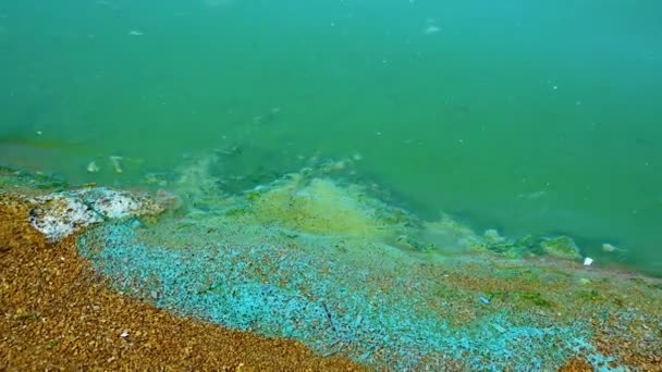 Skadlig Algblomning Microcystis Aeruginosa Och Enteromorpha Khadzhibeyskyi Liman Ukraina — Stockvideo