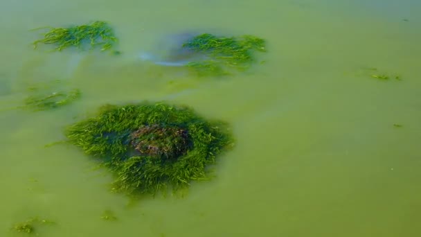 Floración Perjudicial Algas Microcystis Aeruginosa Enteromorpha Liman Khadzhibeyskyi Ucrania — Vídeos de Stock