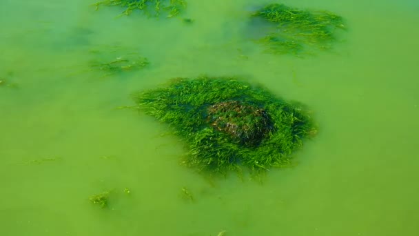 Floraison Algues Nuisibles Microcystis Aeruginosa Enteromorpha Dans Khadzhibeyskyi Liman Ukraine — Video