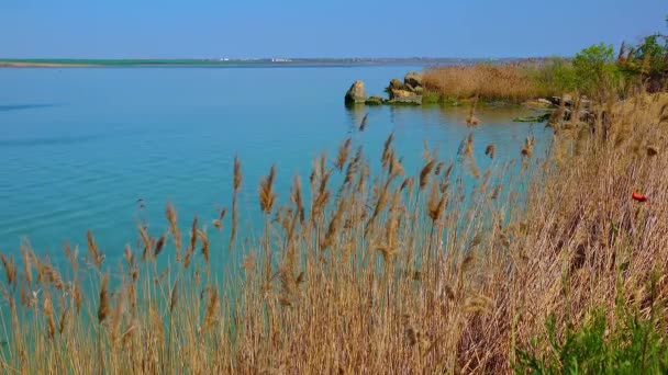 Khadzhibei河口 ウクライナの背景に乾燥したリード付きの自然景観 — ストック動画