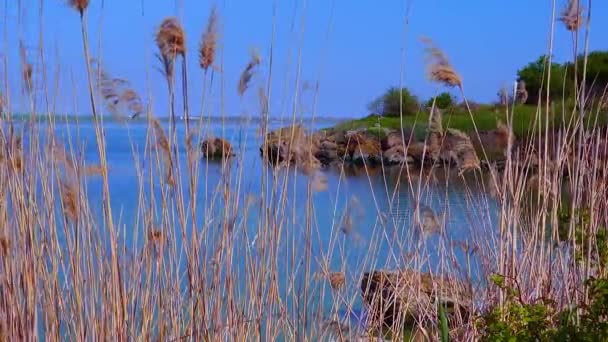 乌克兰Khadzhibey河口背景的干芦苇自然景观 — 图库视频影像