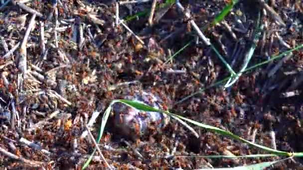 Kolonie Große Rote Ameise Attackiert Eine Große Muschel — Stockvideo