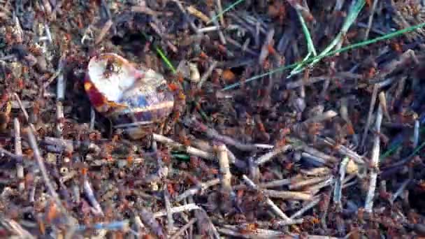 Colonie Grande Fourmi Rouge Attaquant Une Grosse Palourde — Video