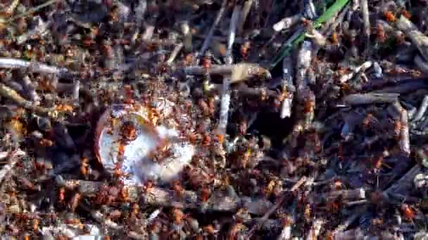 Kolonie Große Rote Ameise Attackiert Eine Große Muschel — Stockvideo