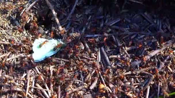 Gran Colonia Una Gran Hormiga Roja Atrapó Una Mariposa Blanca — Vídeos de Stock