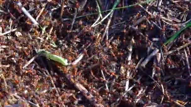 Gran Colonia Una Gran Hormiga Roja Atrapó Una Mariposa Blanca — Vídeos de Stock