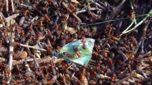 Gran Colonia Una Gran Hormiga Roja Atrapó Una Mariposa Blanca — Vídeo de stock
