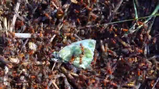 Large Colony Large Red Ant Caught White Butterfly — Stock Video
