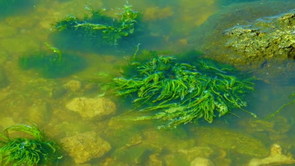 乌克兰Khadzhibeyskyi Liman地区有害藻华 Microcystis Aeruginosa 和肠形体 — 图库视频影像