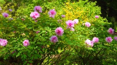 Bahçedeki büyük çiçek açan şakayık çalısı..