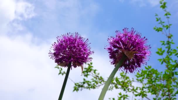 Inflorescence Oignons Ornementaux Avec Fleurs Violettes — Video