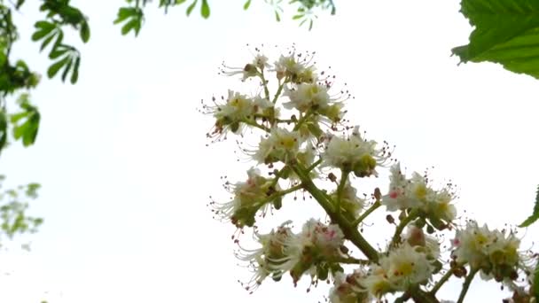 Blomstã Llning Med Vita Blommor Stkastanjen Trã — Stockvideo