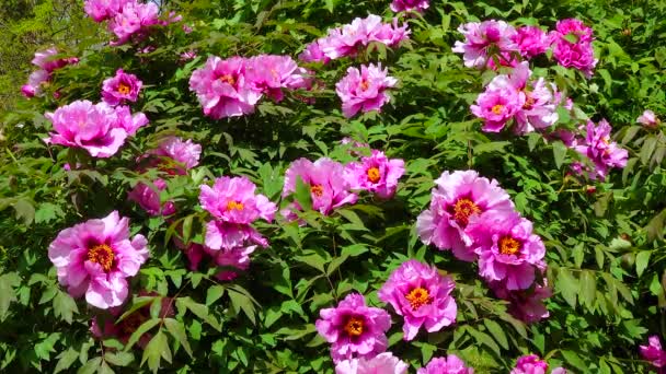Grand Arbre Fleurs Pivoine Buisson Dans Jardin — Video