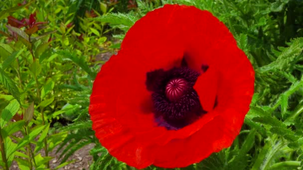 黒い雄しべと雌しべのある大きな庭のケシの花 クローズアップ — ストック動画