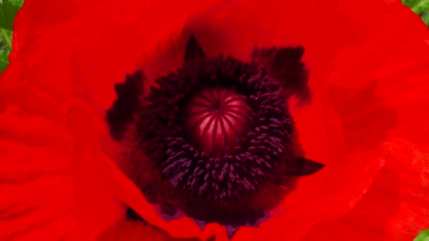 Large Garden Poppy Flower Black Stamens Pistil Close — Stock Video