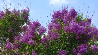 Kırmızı-mor çiçeklerle açan leylak çalısı.