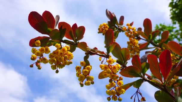 Inflorescence Barberry Yellow Flowers Sky Clouds — Vídeos de Stock