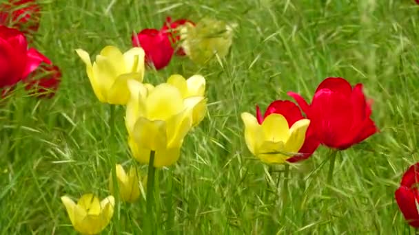 Czerwone Żółte Tulipany Wśród Trawy — Wideo stockowe