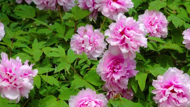 Large Flowering Tree Peony Bush Garden — Vídeos de Stock