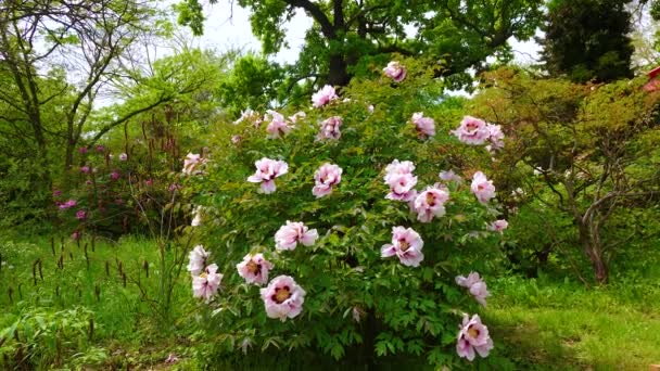 Stor Blommande Träd Pion Buske Trädgården — Stockvideo