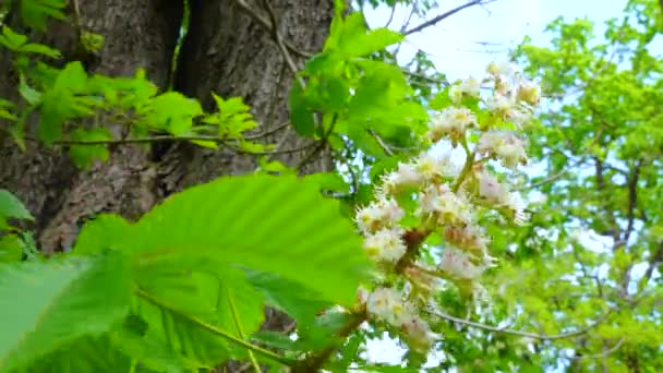 Blomstã Llning Med Vita Blommor Stkastanjen Trã — Stockvideo