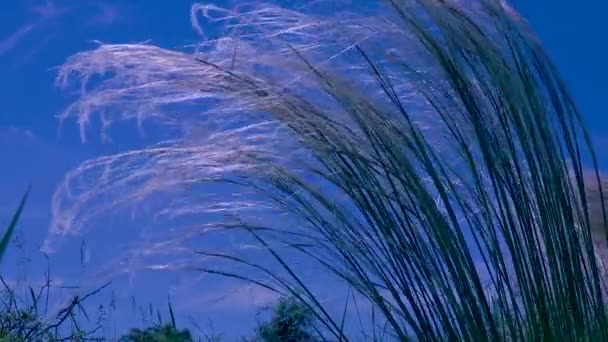 Verloren Vedergras Stipa Lessingiana Tegen Blauwe Lucht Oekraïne — Stockvideo