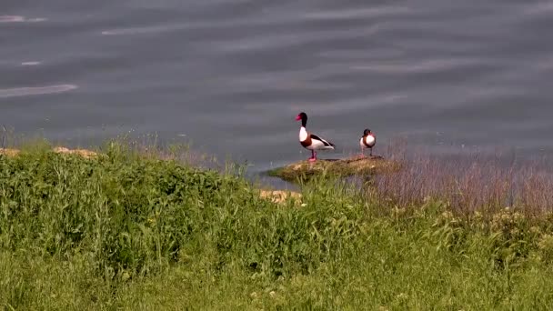 Shelduck Comum Tadorna Tadorna Macho Fêmea Stand Uma Grande Pedra — Vídeo de Stock