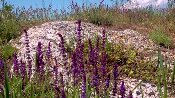 Salvia Pratensis Salvia Del Prado Salvia Del Prado — Vídeos de Stock