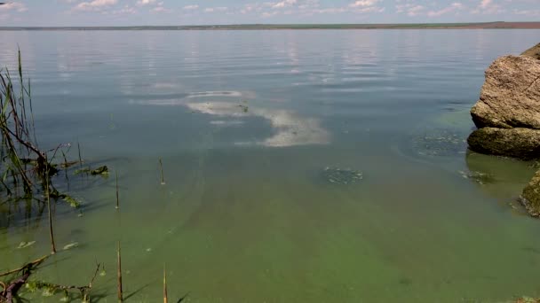 Skadlig Algblomning Microcystis Aeruginosa Och Enteromorpha Khadzhibeyskyi Liman Ukraina — Stockvideo