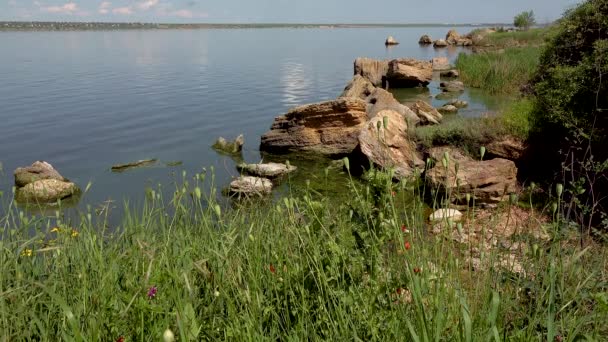 Paysage Naturel Avec Roseau Sec Sur Fond Estuaire Khadzhibey Ukraine — Video
