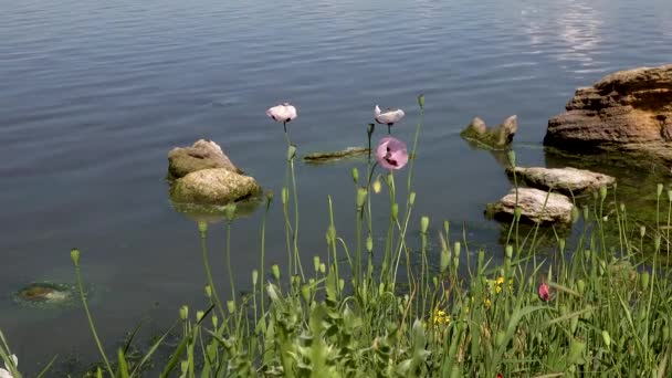 Bloeiende Roze Papaver Een Achtergrond Van Water — Stockvideo