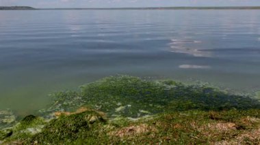 Zararlı alg çiçeği (Microcystis aeruginosa) ve Enteromorpha Ukrayna 'nın Khadzhibeyskyi Liman şehrinde.