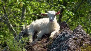 Genç bir keçi nehir kıyısındaki bir taşın üzerinde dinleniyor.