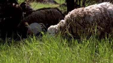 Evcil koyunlar haliçlerin yamaçlarında otlar, taze yeşil otlar yerler..