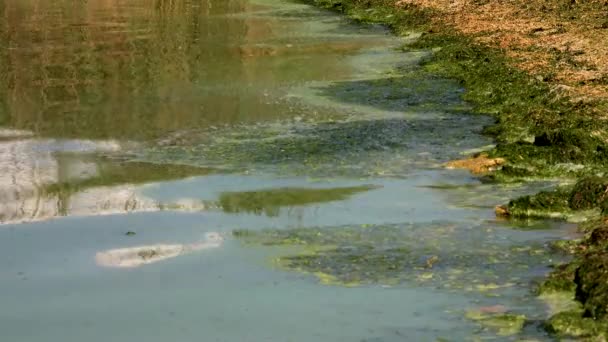 Flor Prejudicial Algas Microcystis Aeruginosa Enteromorpha Khadzhibeyskyi Liman Ucrânia — Vídeo de Stock